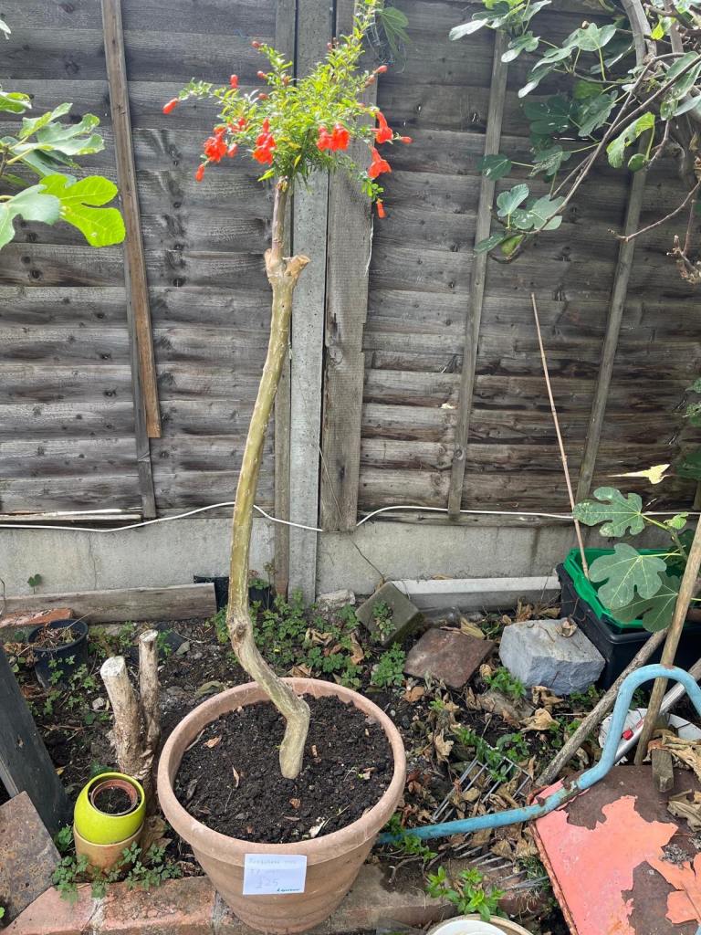 Pomegranate tree 5 ft tall 