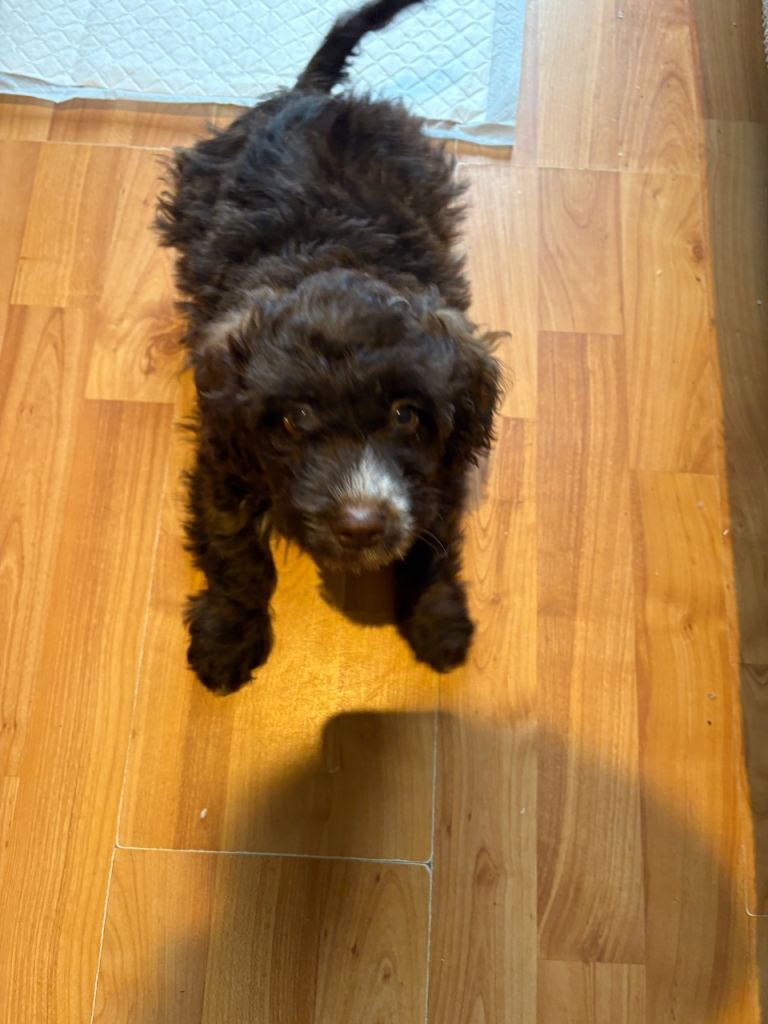 Beautiful chocolate cockapoo puppy for sale 