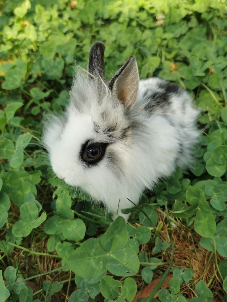 Exceptional Baby Rabbits - Lionhead x Netherland Dwarf 