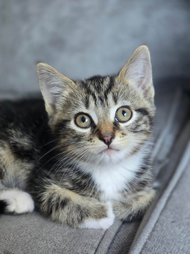 Kitten