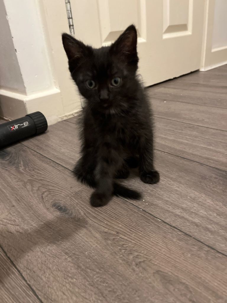 Ragdoll cross kittens 