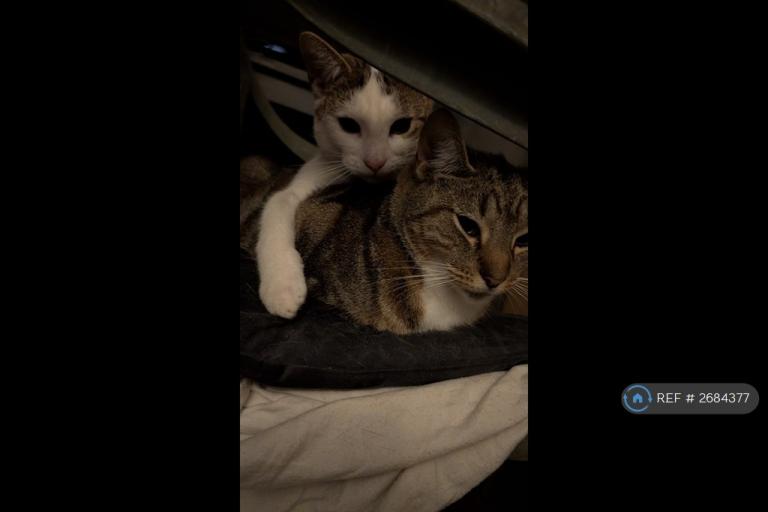 1 bedroom in Balls Pond Road, London, N1 (#2684377)