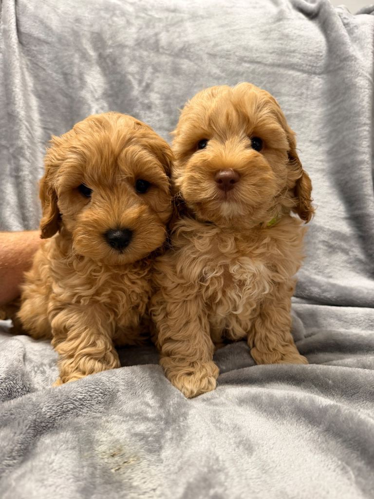 Cavapoochon Puppies with DNA Tested Parents. 