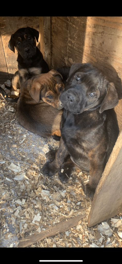 Labrador x Rotwiler puppy’s 