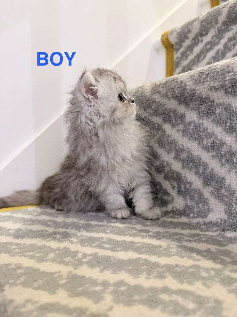 persian kittens