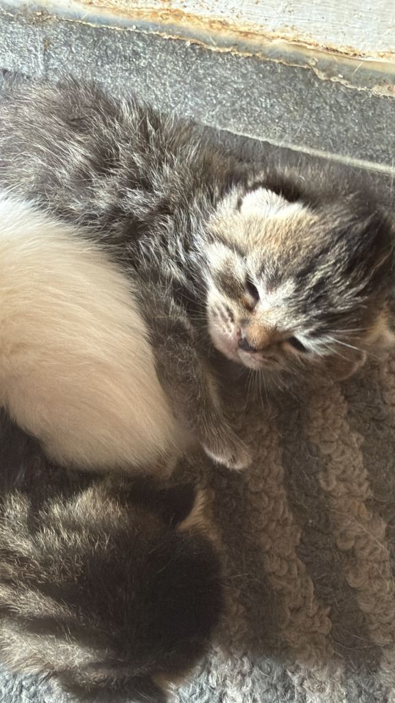 Gorgeous kittens for sale 
