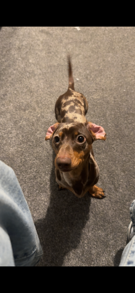 Male 1 year old sausage miniature 