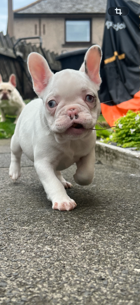 Platinum merle French bulldogs  