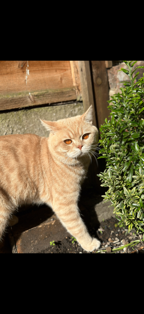 British short hair male
