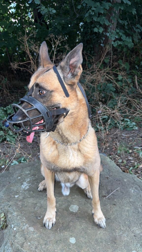 belgian malinois