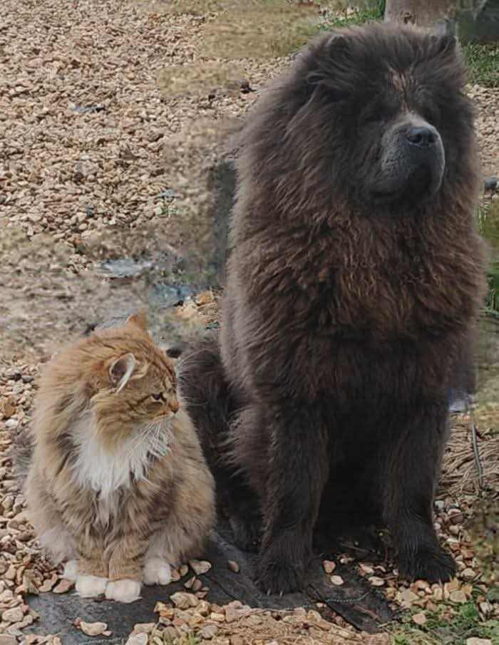 Female blue chowchow 