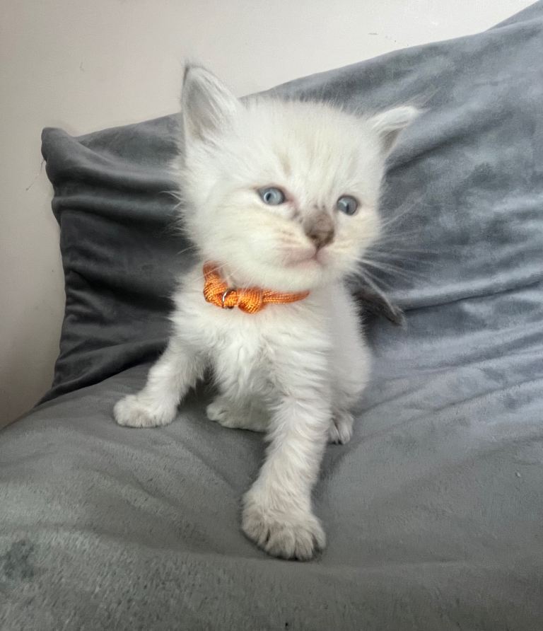 Ragdoll kittens 
