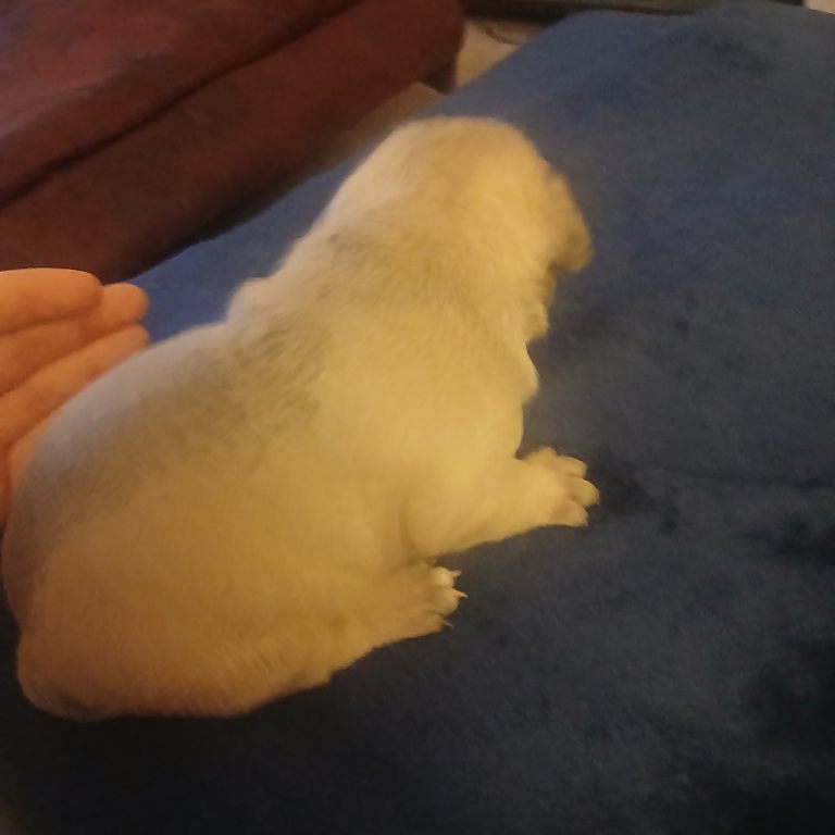 Puppies 3/4 french bulldog 1/4 pug 