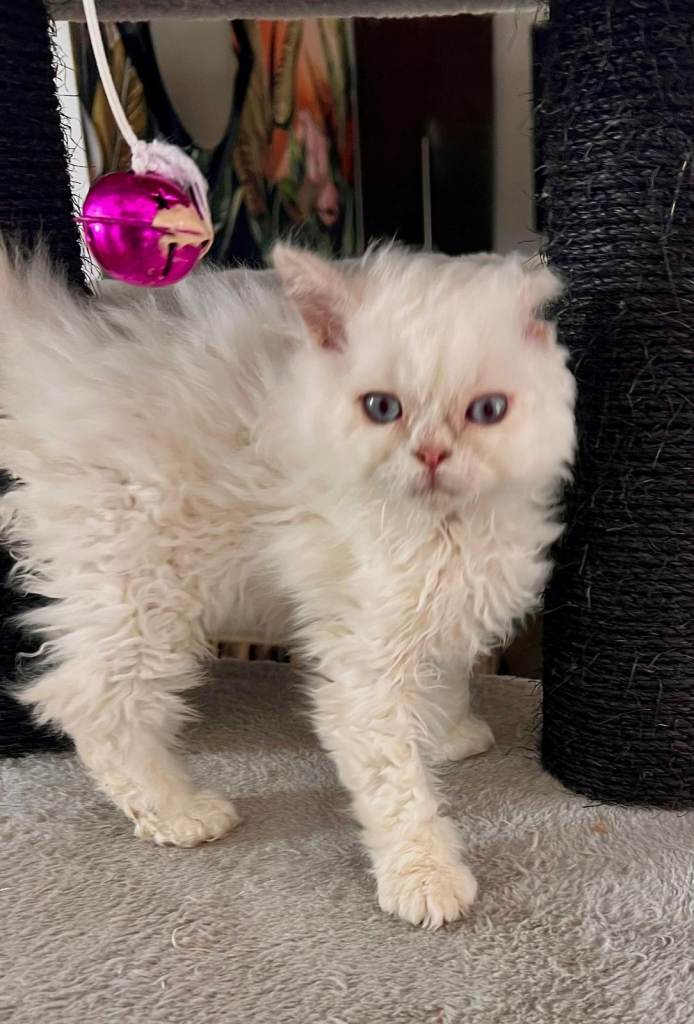 SELKIRK REX KITTENS READY NOW