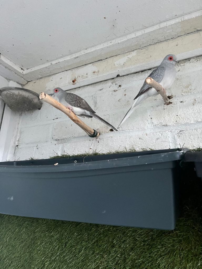 Garden birds