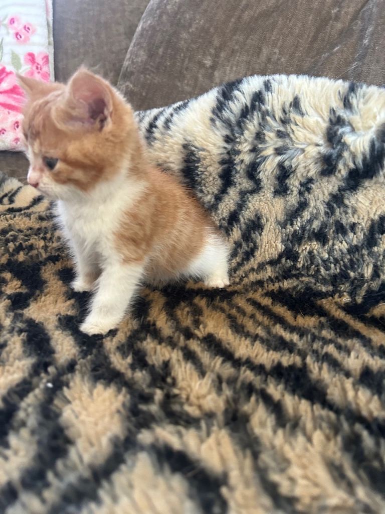 Bsh x kittens for sale 