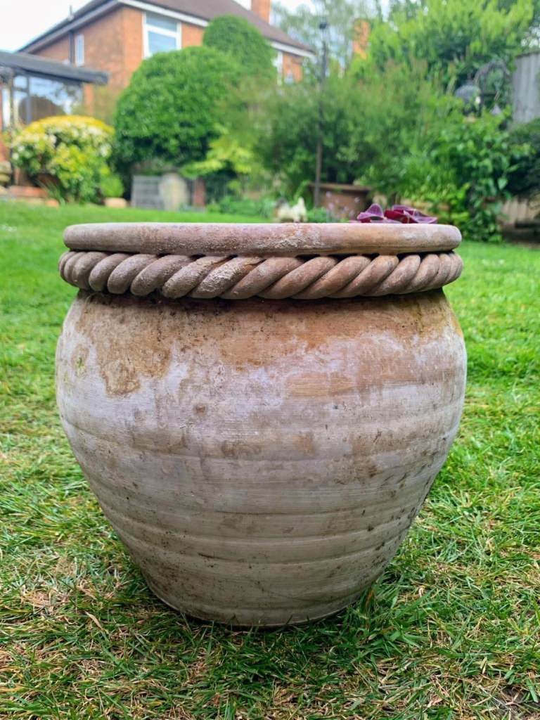Lovely hand thrown terracotta pot with Oxalis plant inside 