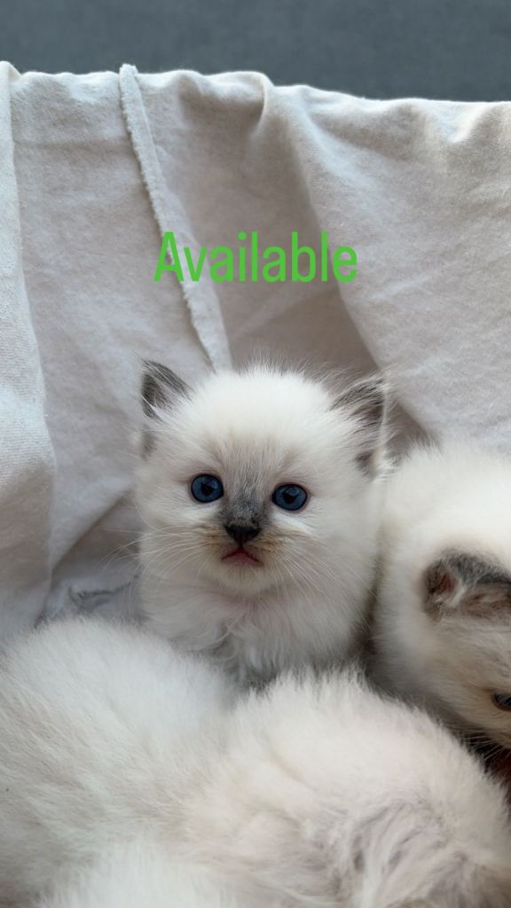 Female ragdoll kitten