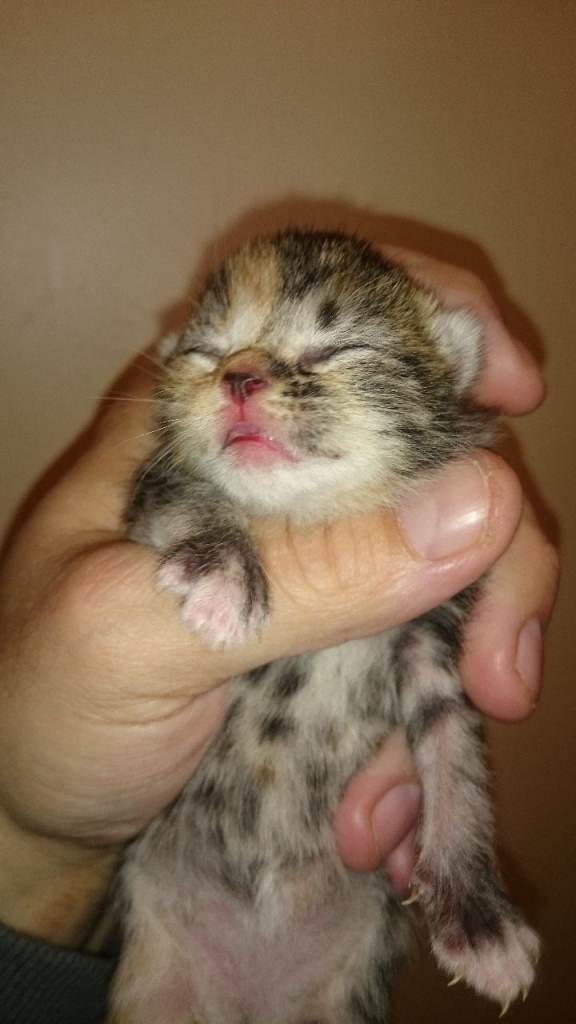 KITTENS 