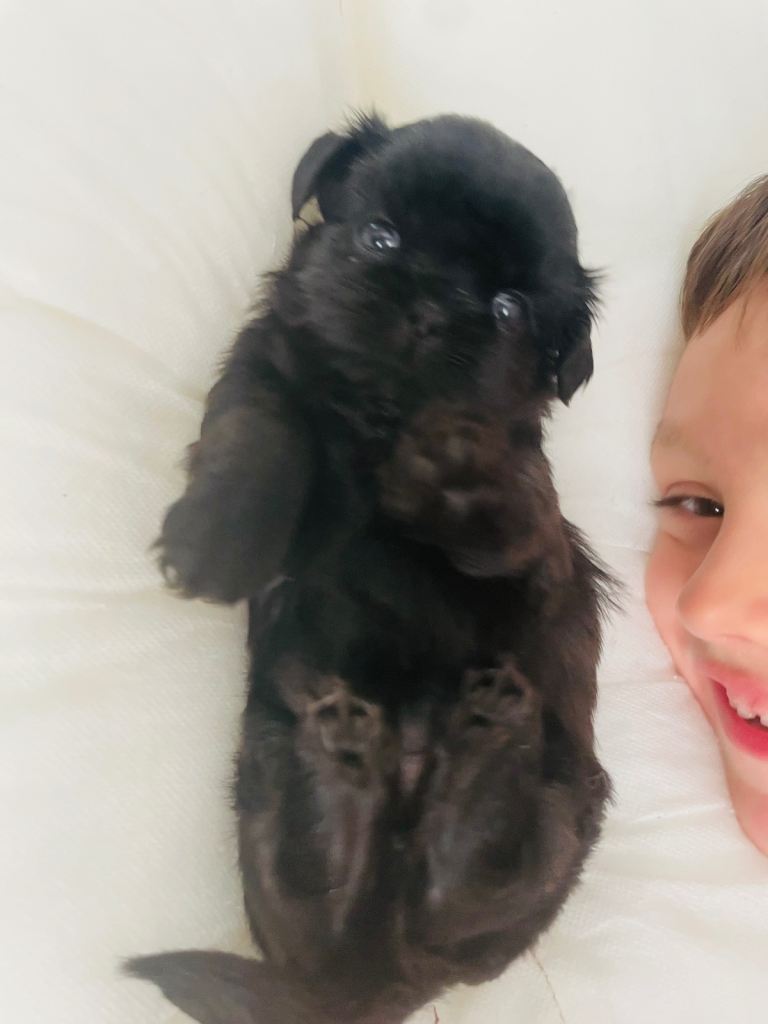 Perfect imperial Shihtzu pups 