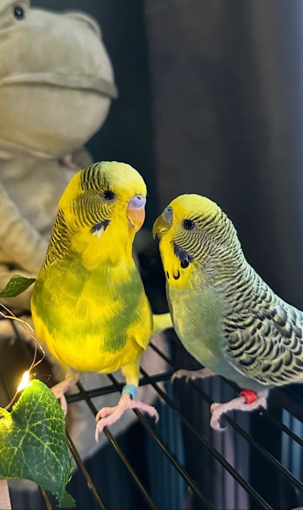3 budgies for sale 