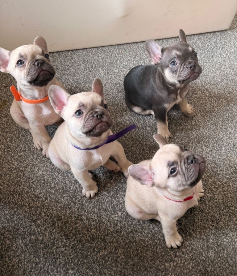 French bulldog puppies for sale 3 cream and 1 brown