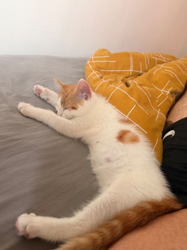 Kitten for sale