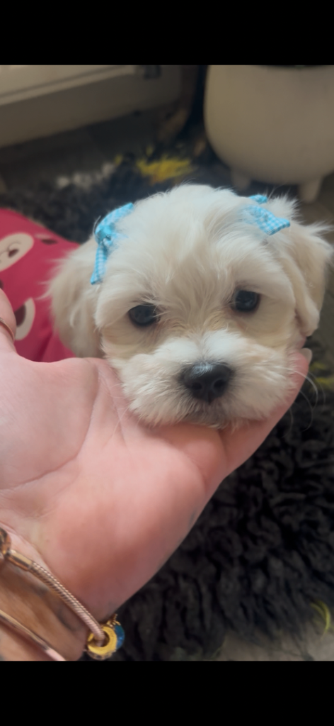 Pretty Maltese x coton de tular 