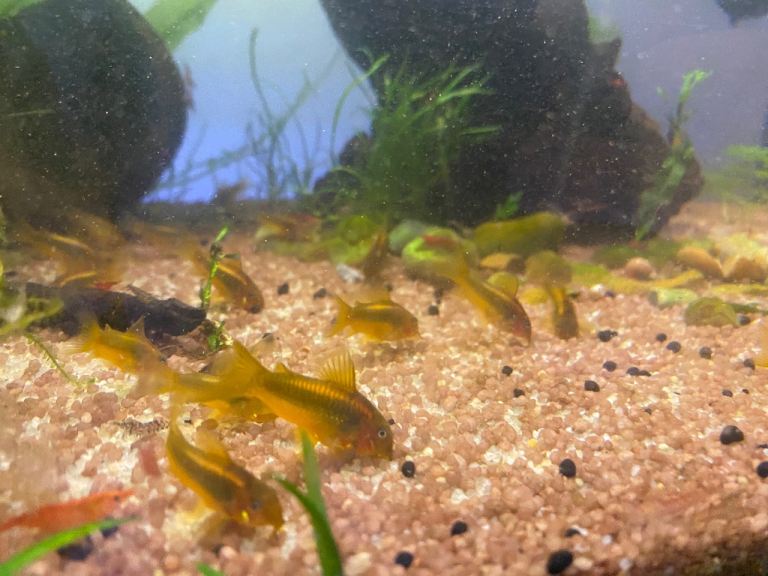 Gold Laser Corydoras 
