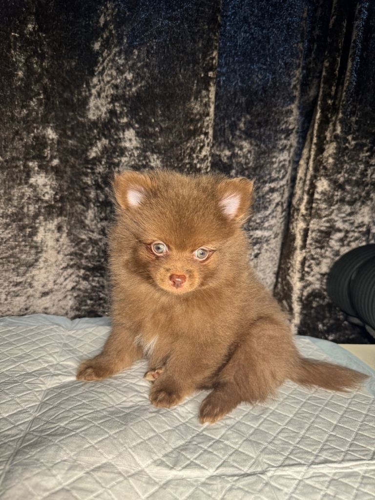 Chocolate Pomeranian for sale 