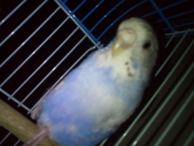 Small animal Boarding service 