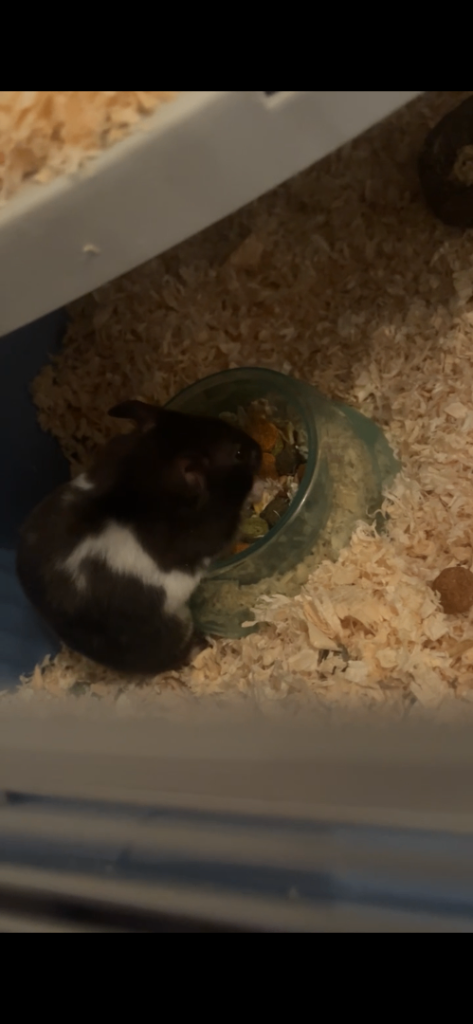 Pet hamster 