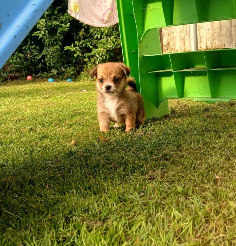 Pomchi