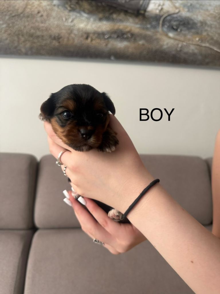 YORSHIRE TERRIER 1 BOY 2 GIRLS FOR SALE