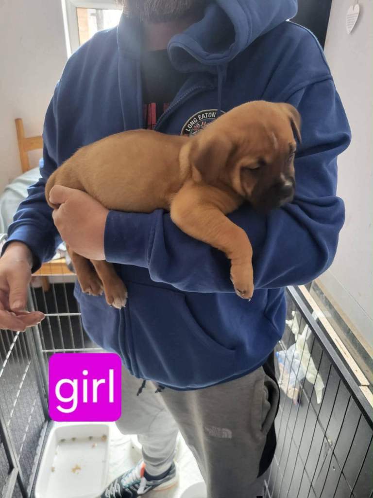Akita X douge de Bordeaux GIRLS 