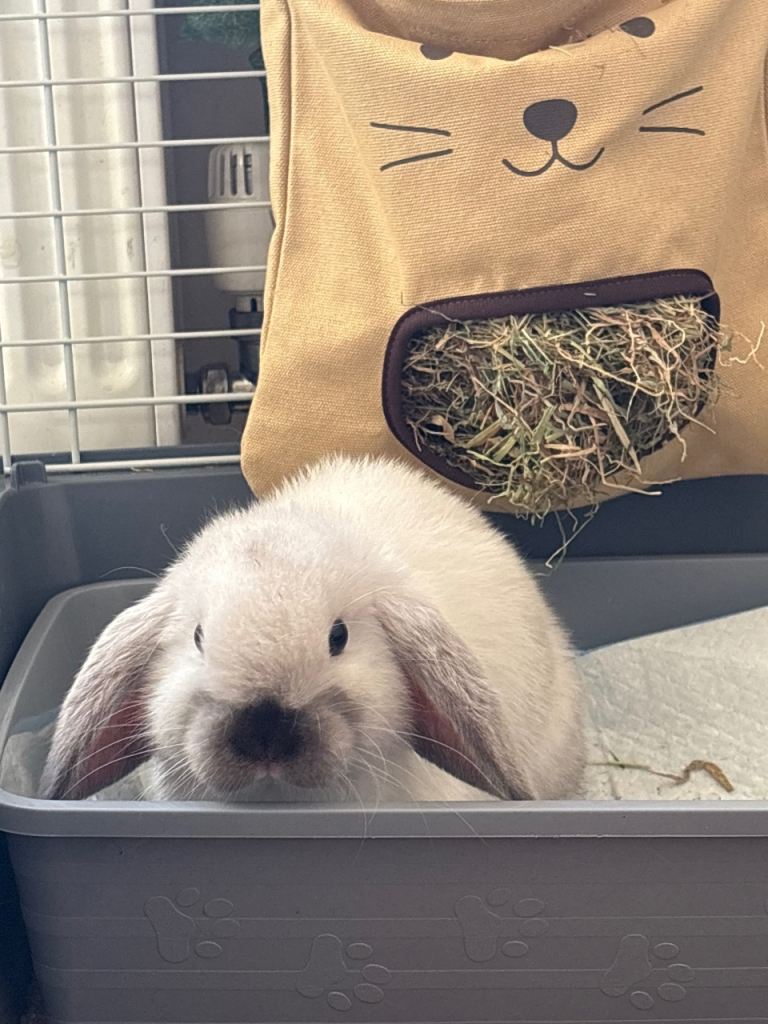 White 14 week old mini lop 