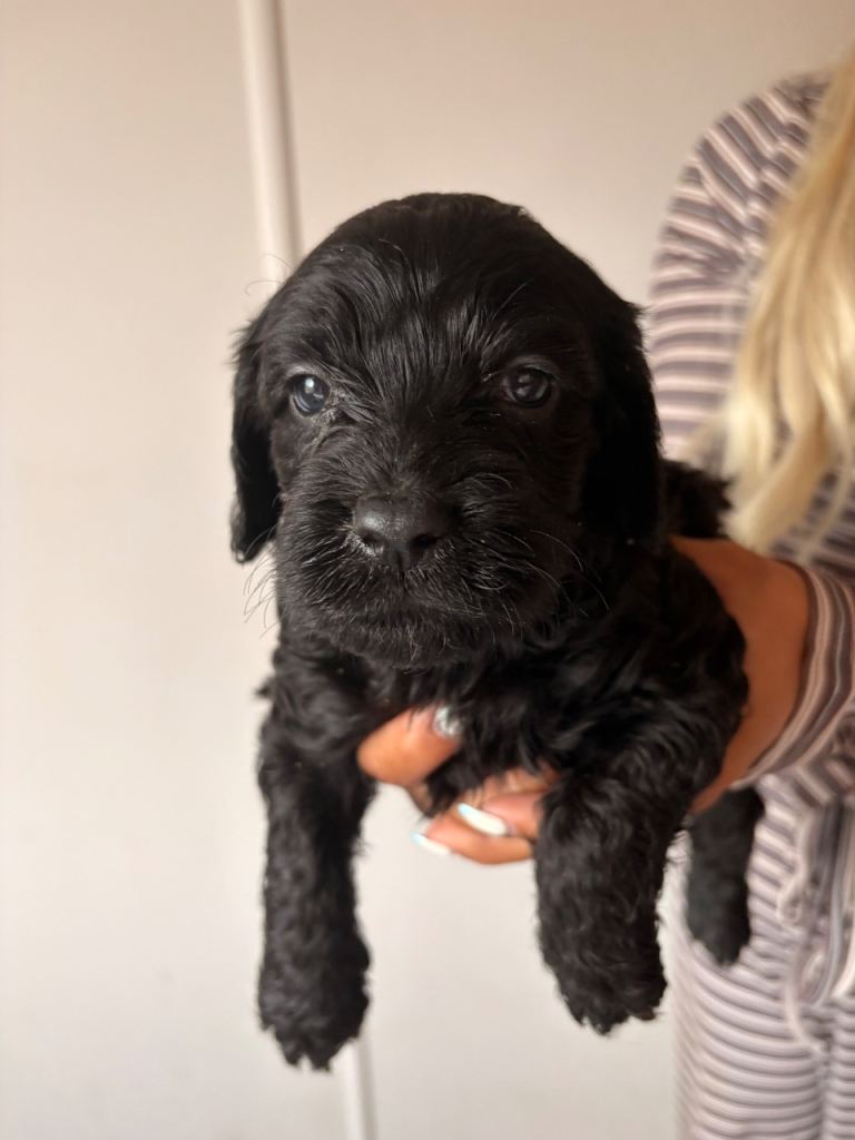 Beautiful F1 Cockapoo Puppies