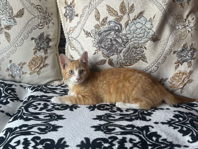 Ginger kitten for sale
