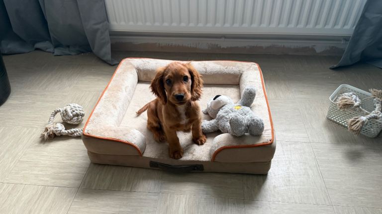 Cocker spaniel pup for sale