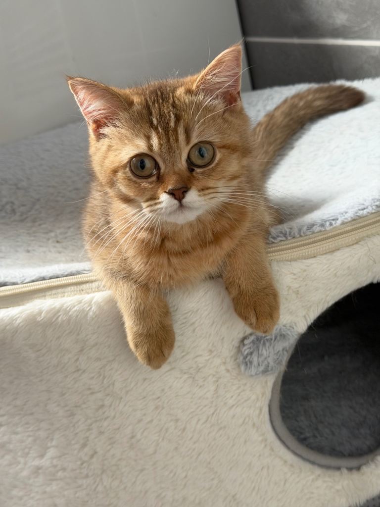 💛 Beautiful Teddy Bear British Shorthair Girl 💛