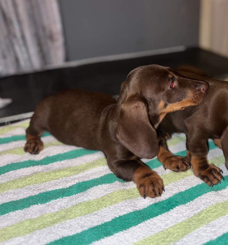 dachshund 