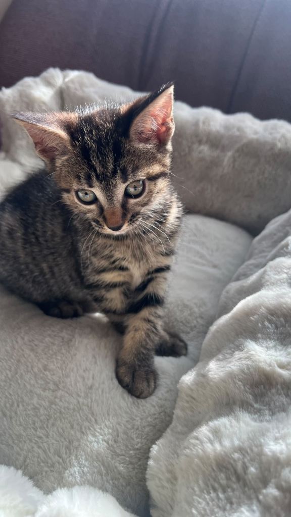 GORGEOUS KITTEN FOR SALE