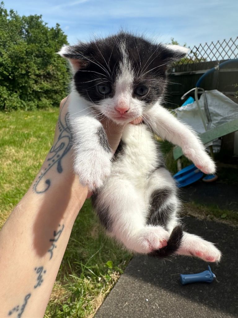 1 kitty left 