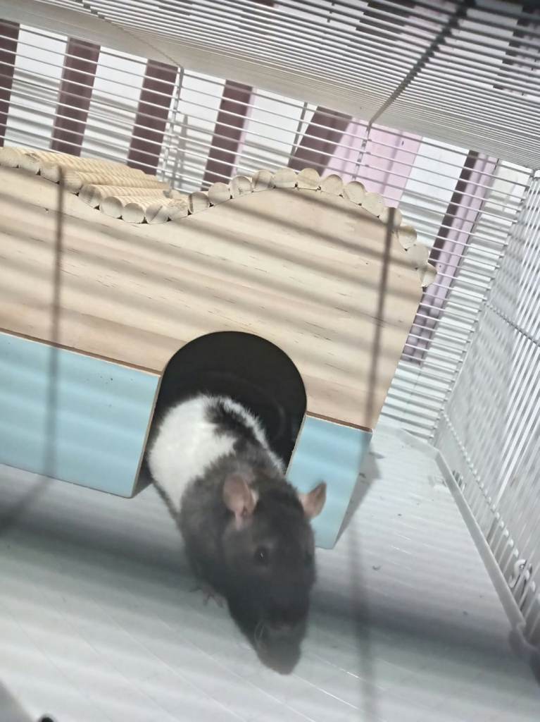 5 month old Rat for sale with cage