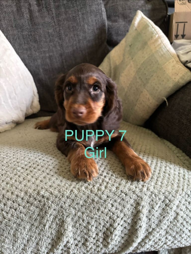 Sprocker puppies 3 left from litter of 9 ready mow
