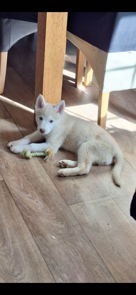 Female Siberian Husky last of a litter of 7