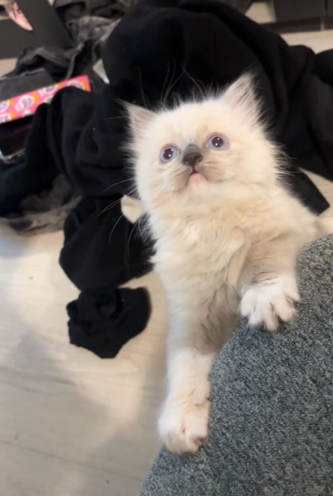 Ragdoll cat 
