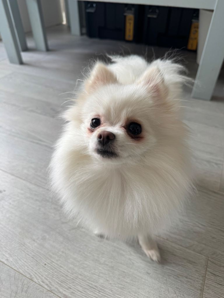 1 yr old teacup Pomeranian girl