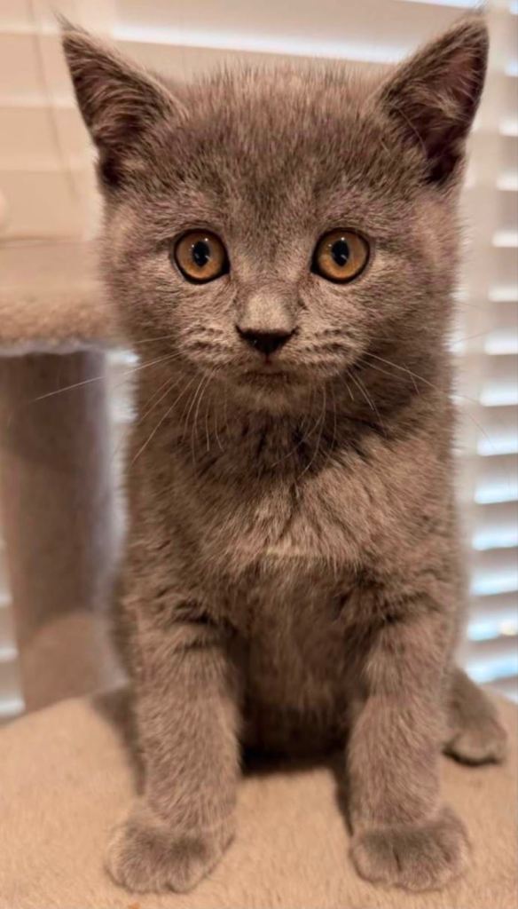 British Shorthair Kittens 