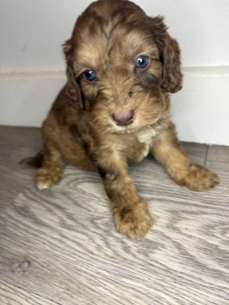 image for Merle cockapoo puppies